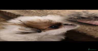 Japanese Chin dogs Japanese chin puppy  - Advert 10