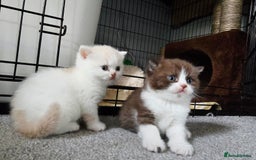British Shorthair cats for sale: Chocolate Bi-colour GCCF registered boy - Image 9
