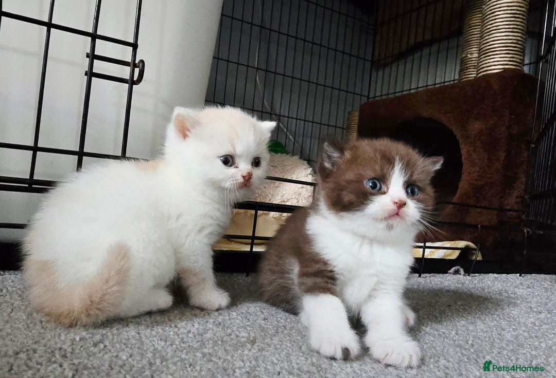 British Shorthair cats for sale: Chocolate Bi-colour GCCF registered boy - Image 9