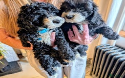Mixed Breed dogs for sale: Cavapoochon puppies Ready now  - Image 1