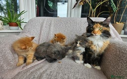 Maine Coon cats for sale: Maine Coon kittens available Chunky and confident - Image 19