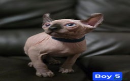 Sphynx cats for sale: 🌟 Sphynx Kittens – 5 Friendly Boys Ready Soon! 🌟 - Image 6