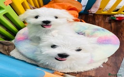 Maltese dogs for sale: For sale - Image 6