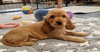 Cocker Spaniel dogs - Advert 10