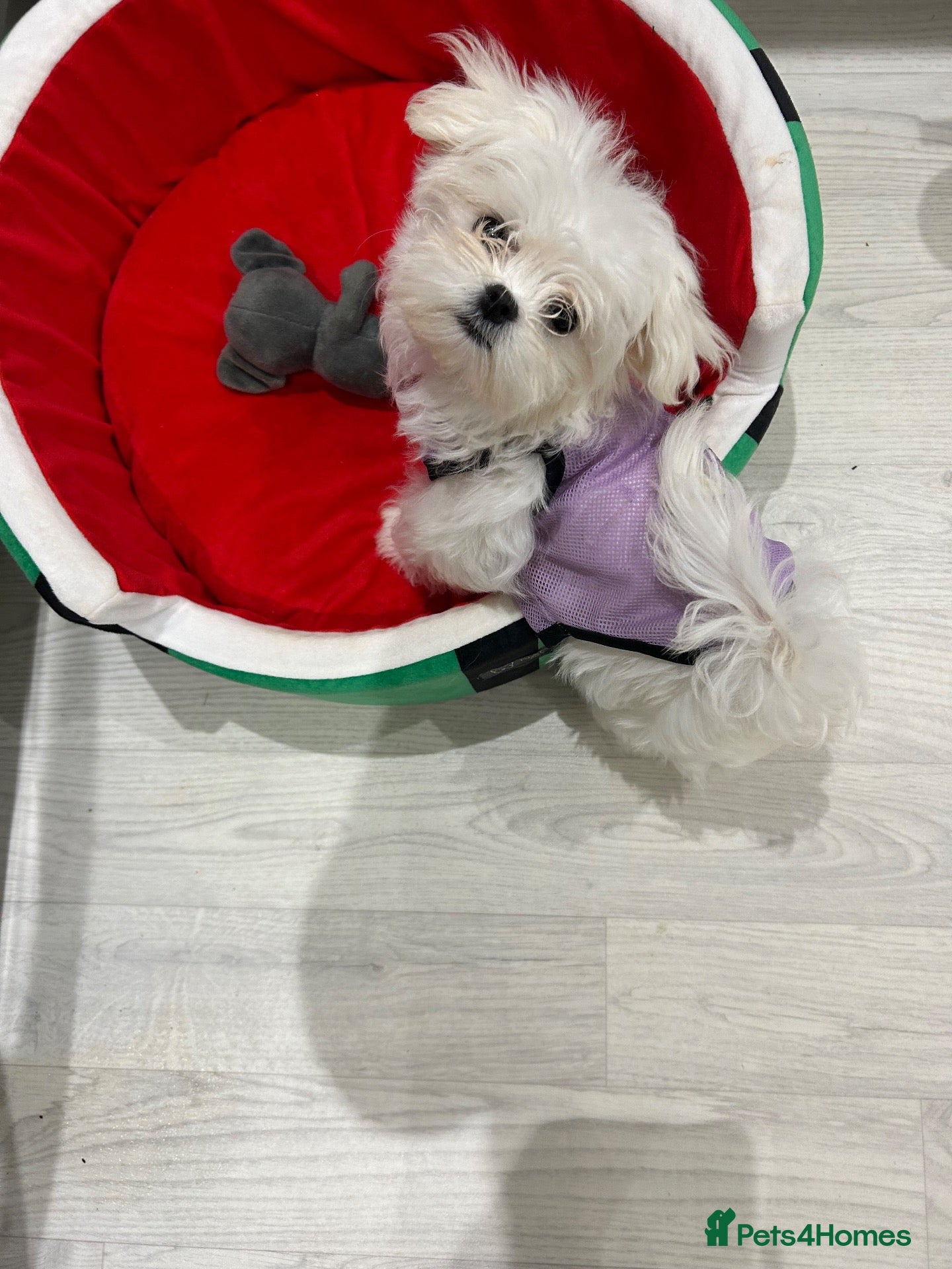 Maltese dogs KC Reg Korean Maltese Girl Puppy Ready now  - Advert 11