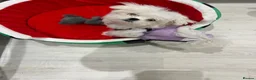 Maltese dogs for sale: KC Reg Korean Maltese Girl Puppy Ready now  - Advert 1