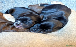 Mixed Breed dogs for sale: French bulldog cross puppies - Advert 10