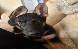 German Shepherd dogs for sale: 6 month old GSD pup  - Image 1