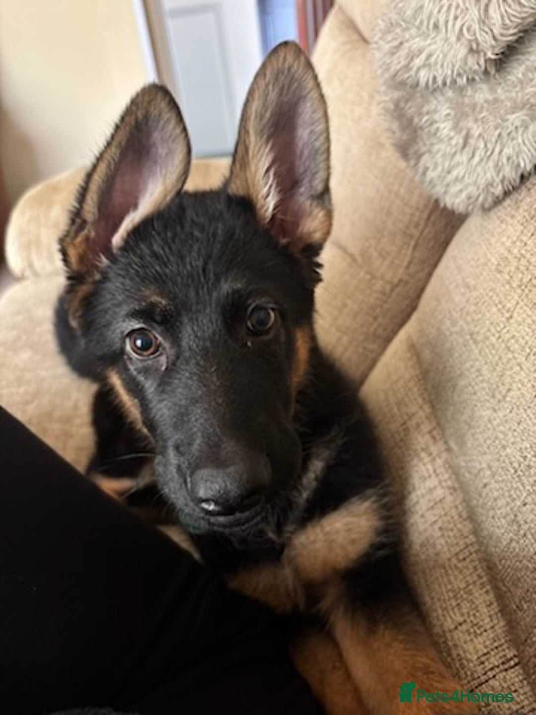 German Shepherd dogs for sale: 6 month old GSD pup  - Image 1