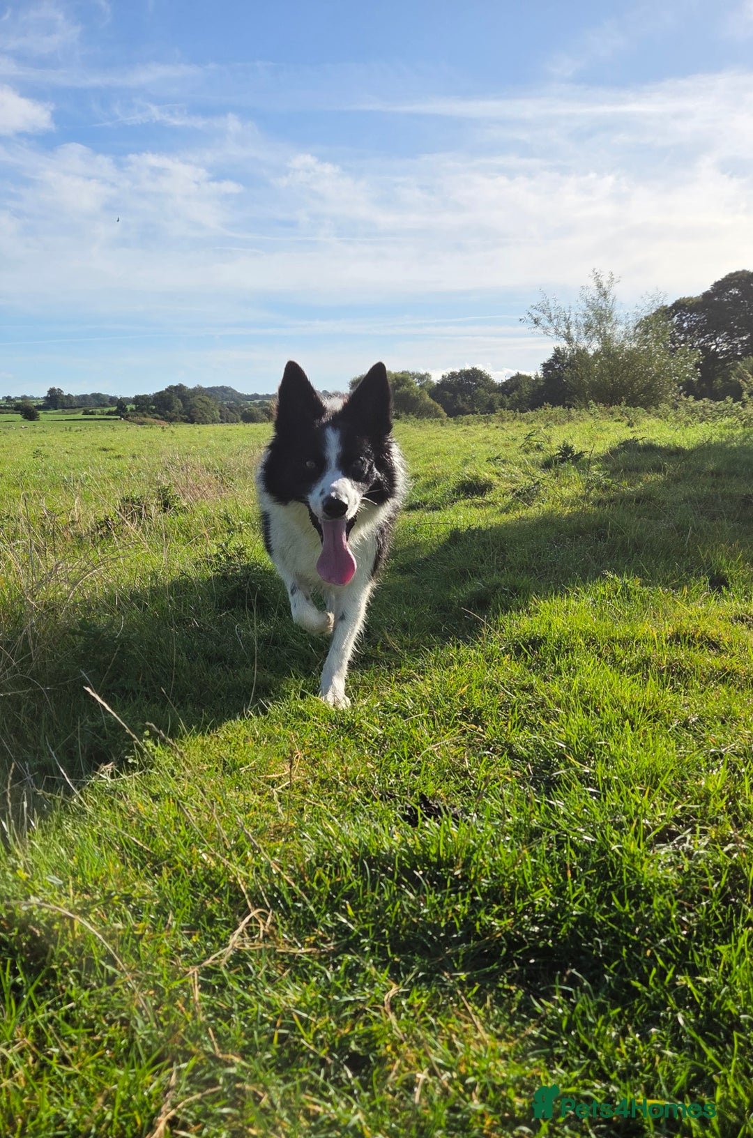 Border Collie dogs for sale: Border Collie for rehoming  - Advert 2