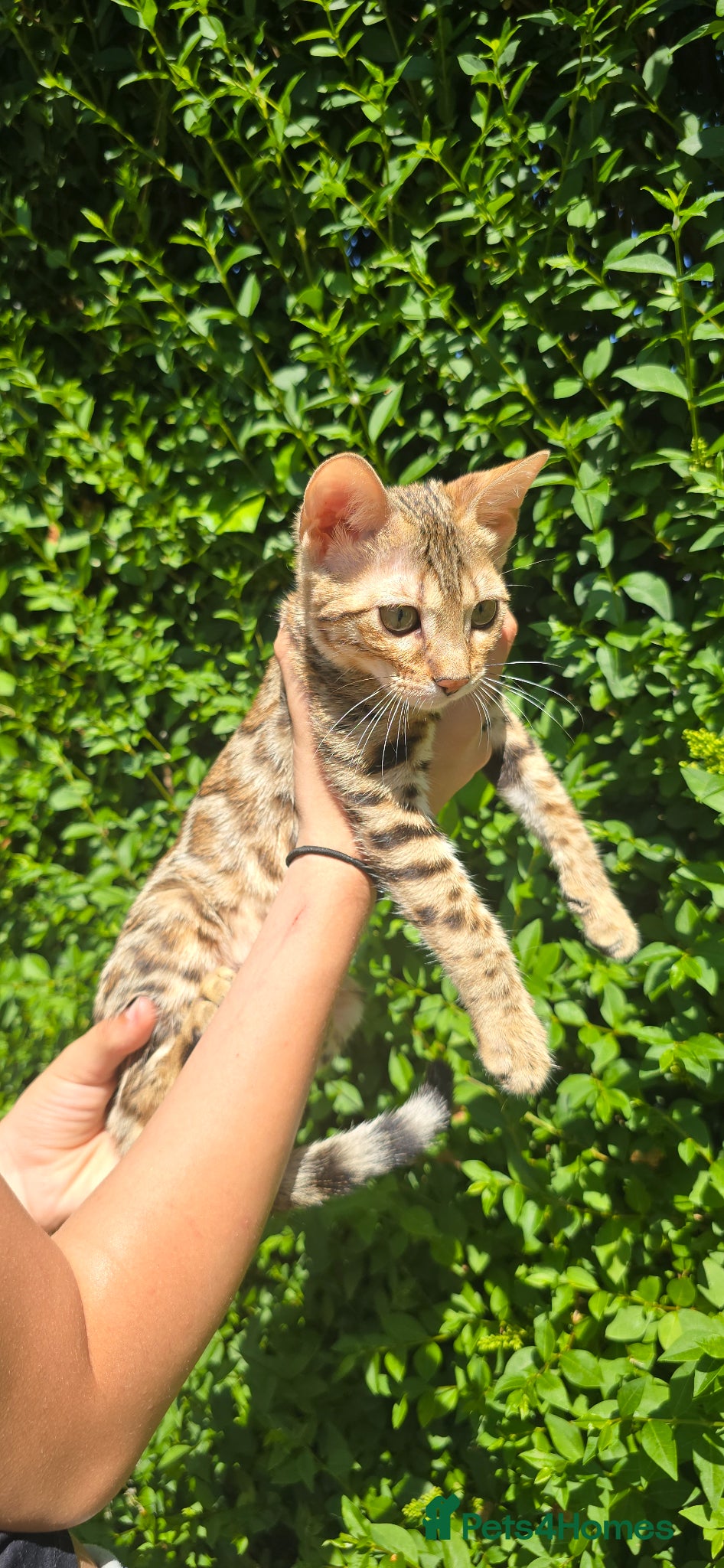 Bengal cats Ready NOW.. need go ASAP - Advert 7
