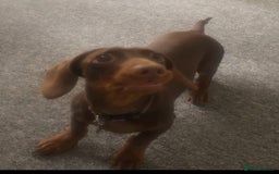 Dachshund dogs for sale: Dashmund - Male for sale  - Image 4