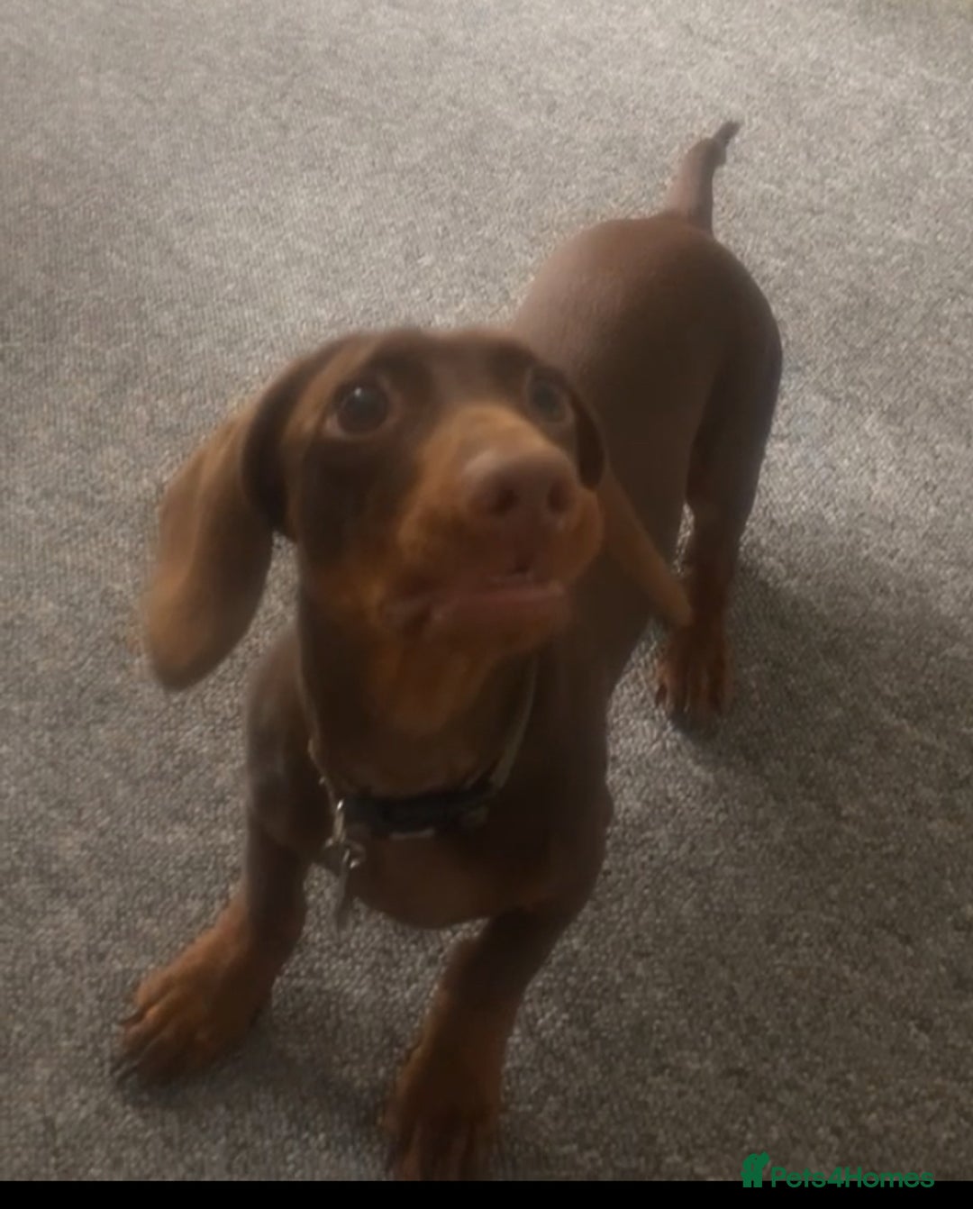 Dachshund dogs for sale: Dashmund - Male for sale  - Image 4
