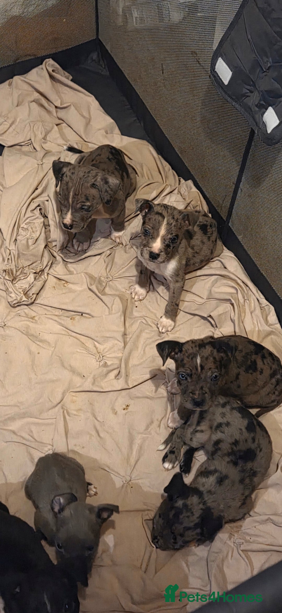 Mixed Breed dogs for sale: Puppies - Image 1