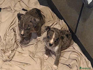 Mixed Breed dogs for sale - Advert 1