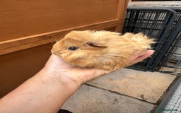 Guinea Pig rodents for sale: 5 Long haired male guinea pigs. - Image 8