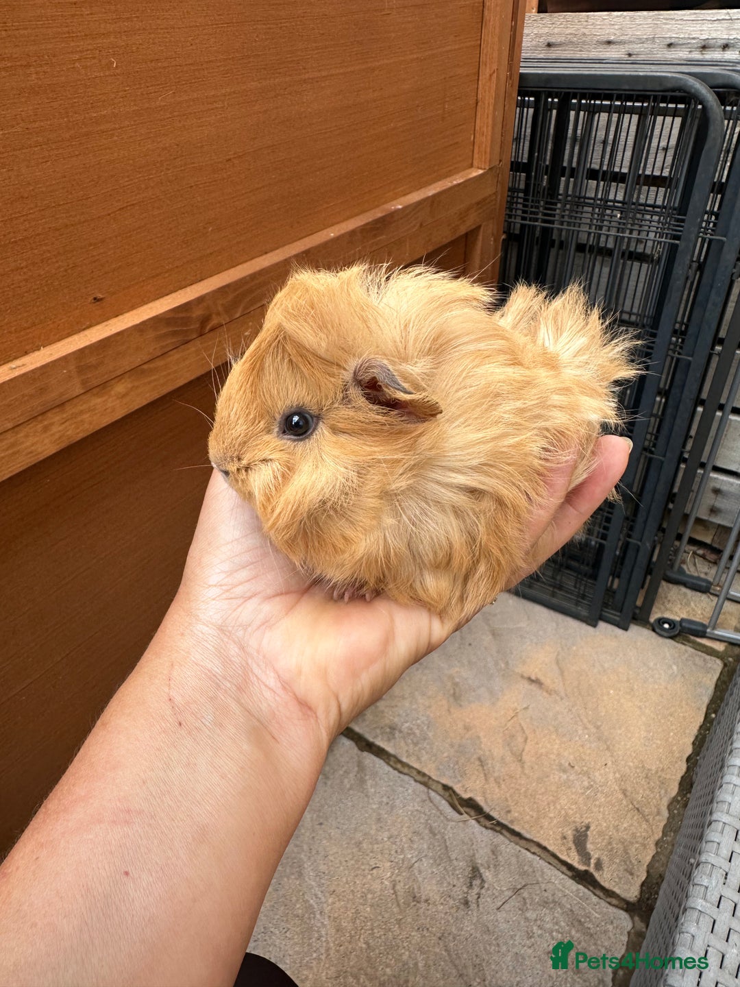Guinea Pig rodents for sale: 5 Long haired male guinea pigs. - Image 8