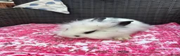 Mixed Breed rabbits for sale: Angora x lionhead babies  - Advert 7