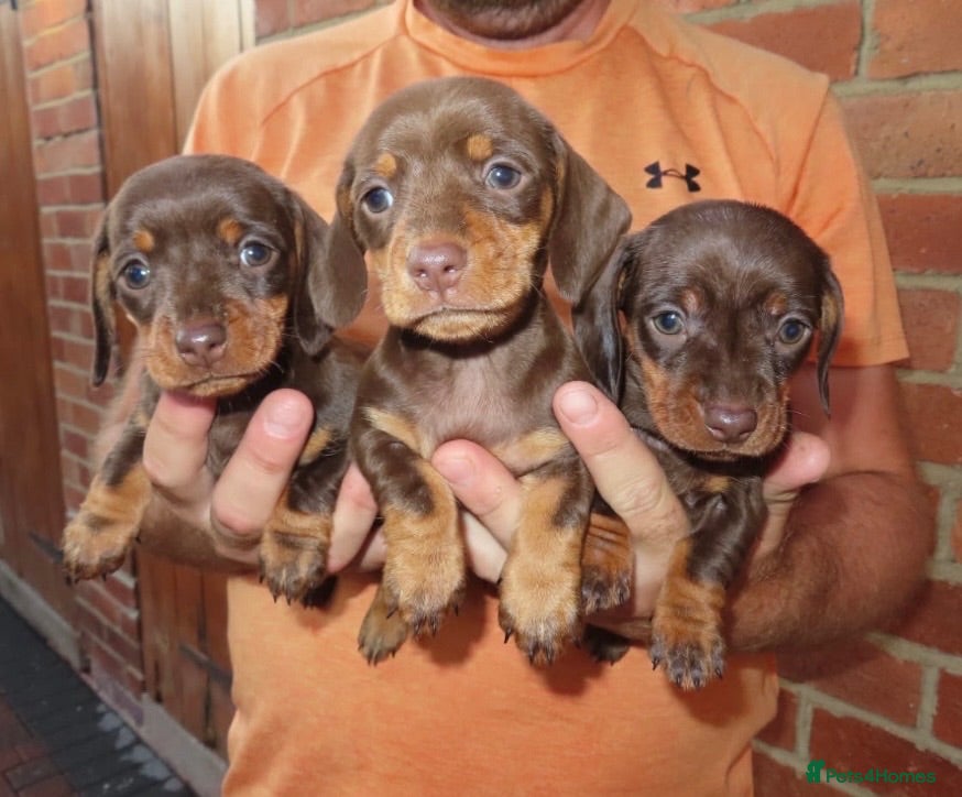 Miniature Dachshund dogs Miniature Dachshund Puppies - Advert 2