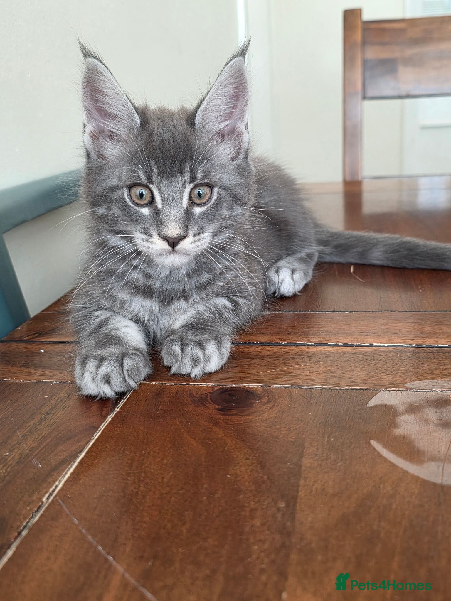 Maine Coon cats 😊Beautiful TICA registered Maine Coon Kittens😊  - Advert 2