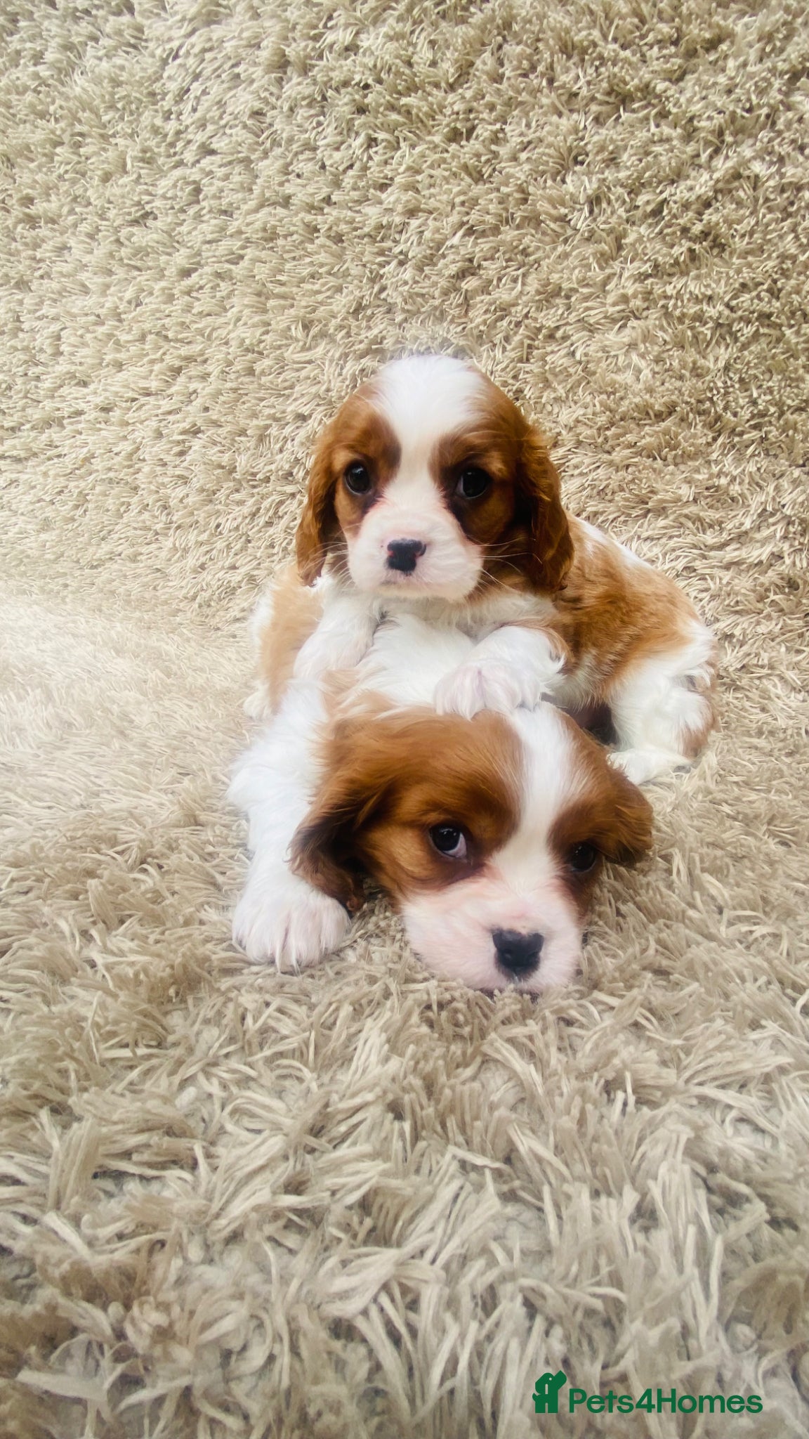 Cavalier King Charles Spaniel dogs Cavalier King Charles  - Advert 2