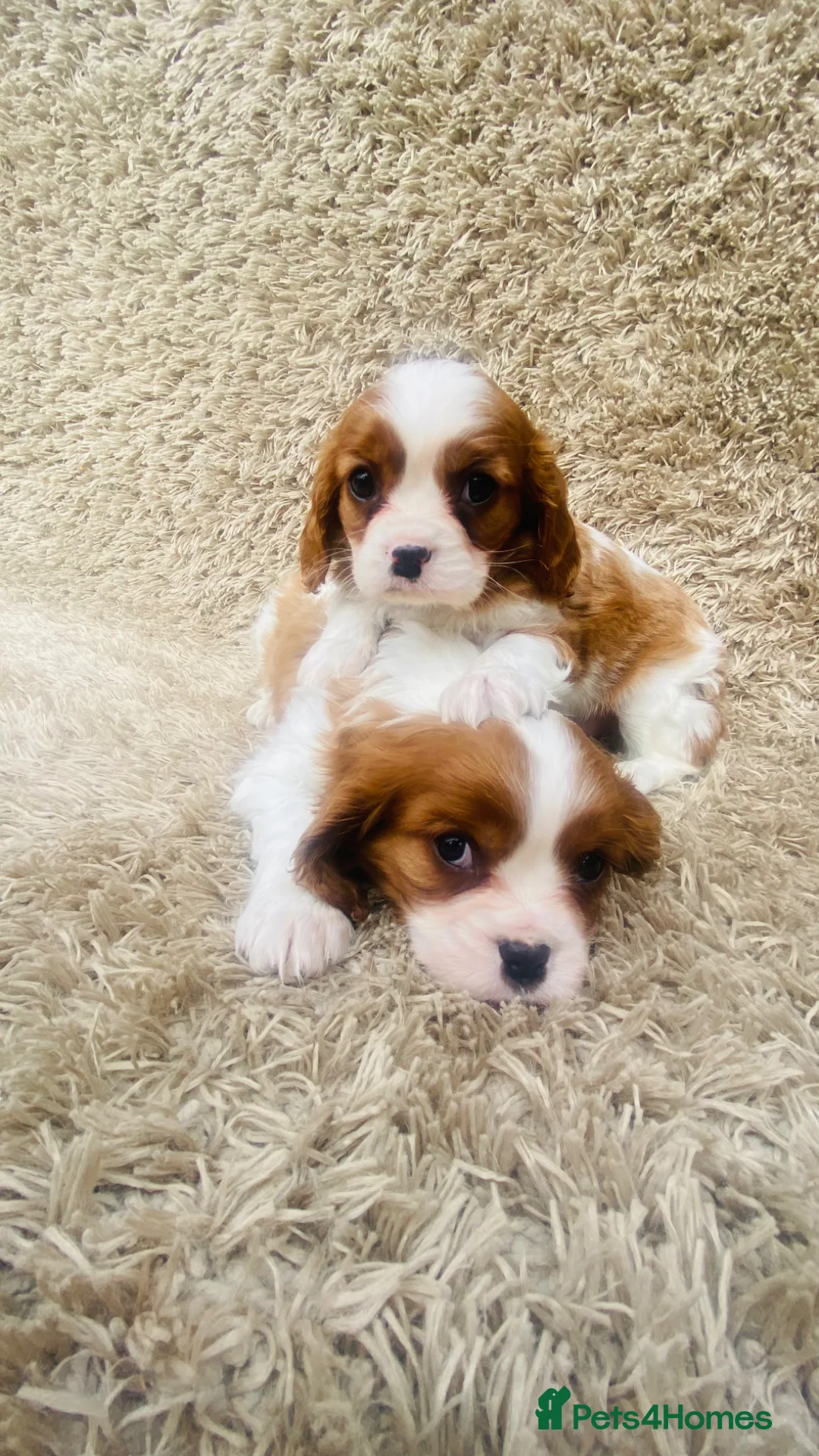 Cavalier King Charles Spaniel dogs for sale: Cavalier King Charles  - Advert 1
