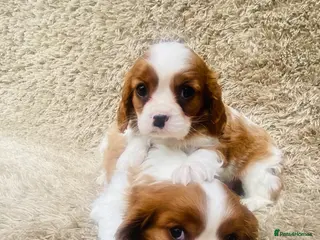 Cavalier King Charles Spaniel dogs Cavalier King Charles - Advert 2