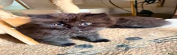 British Shorthair cats for sale: BRITISH SHORTHAIR DOLLS READY NOW! in Uxbridge - Advert 39