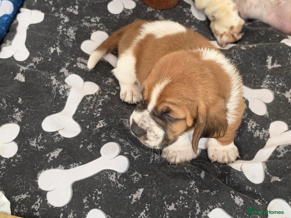 Basset Hound dogs Basset hound pups kc reg.(licensed breeder) - Advert 1