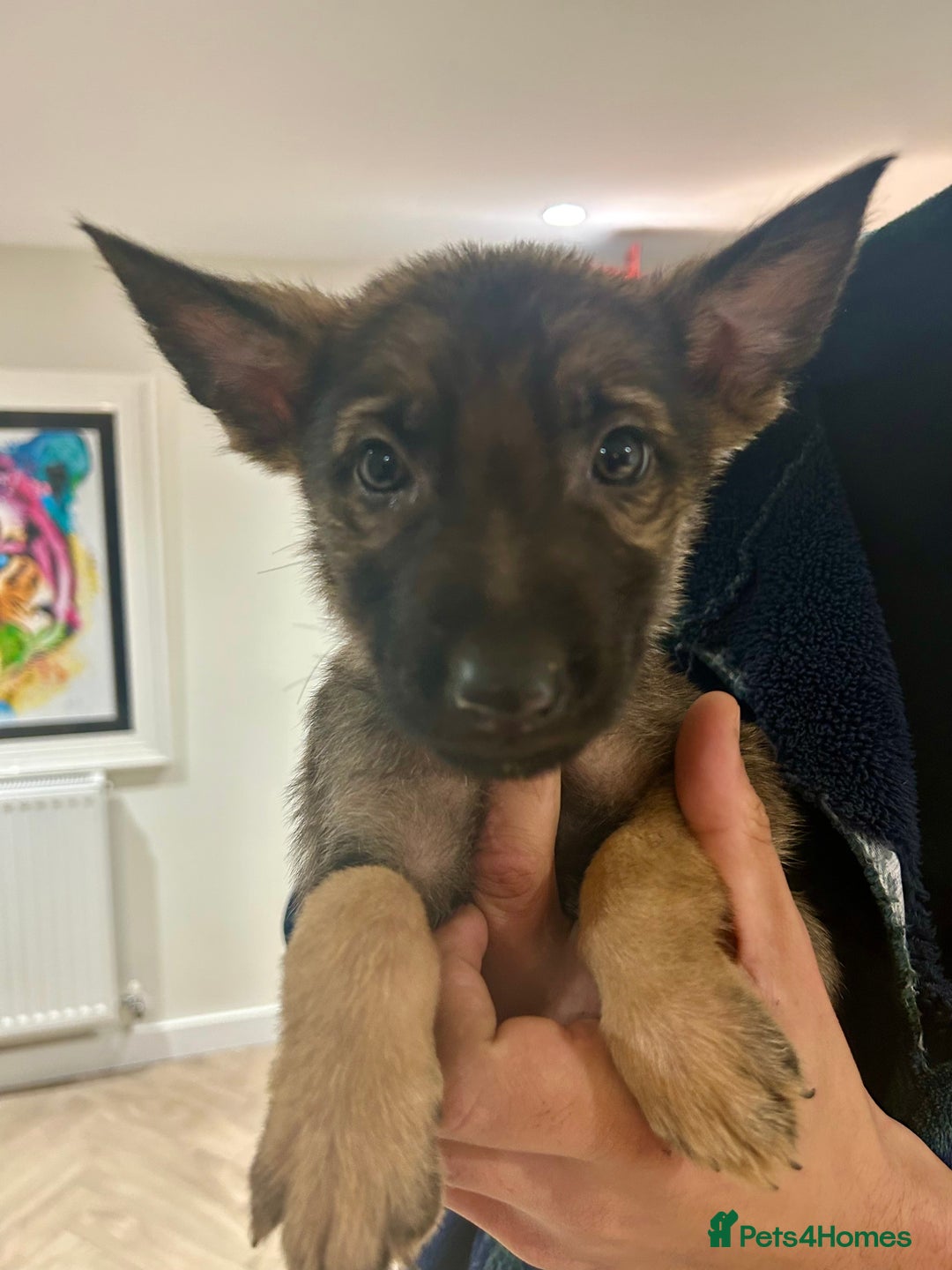 German Shepherd dogs for sale: Blue line German Shepherd’s - Ready today!  - Advert 22