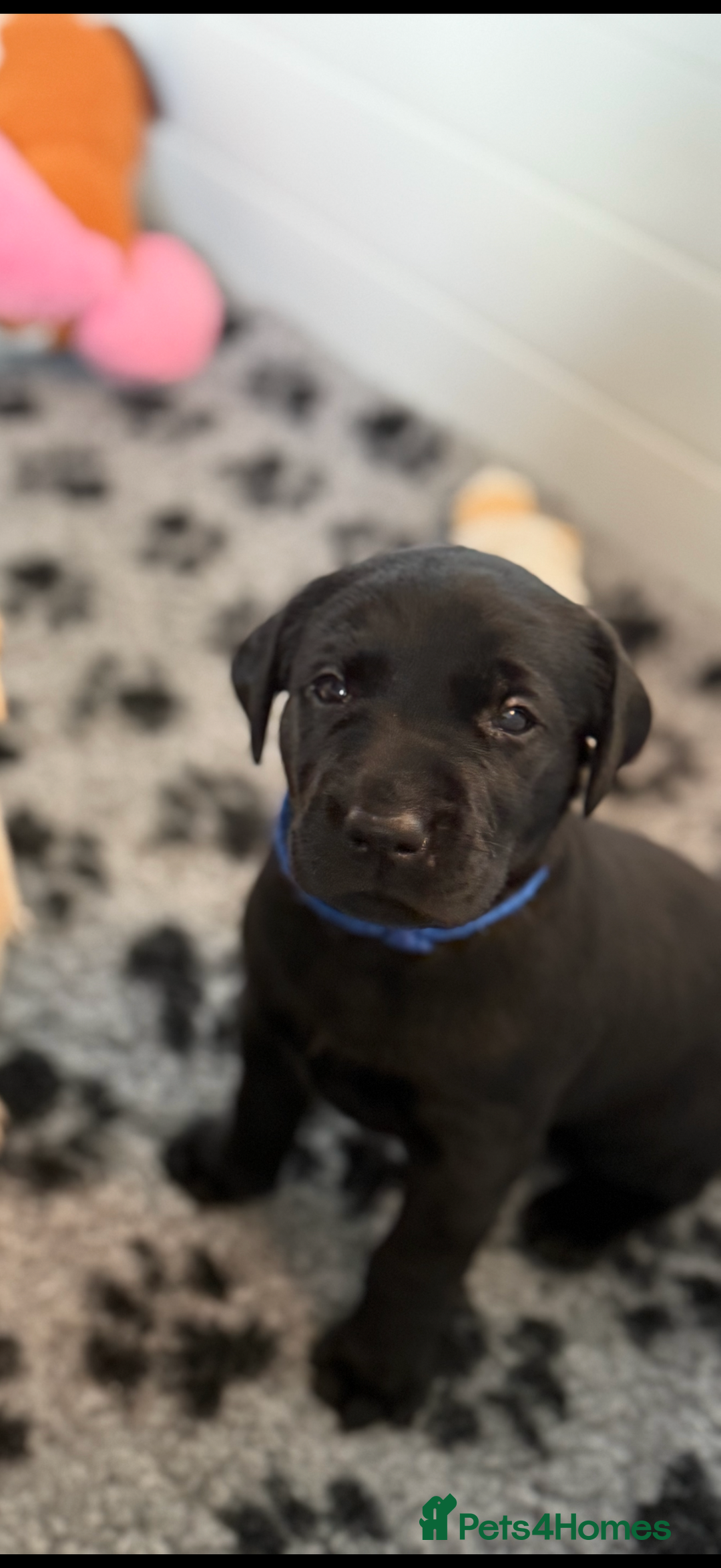 Labrador Retriever dogs for sale: Beautiful KC Registered Labrador Puppies - Image 17
