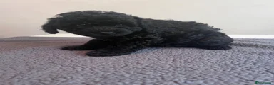 Cockapoo 1