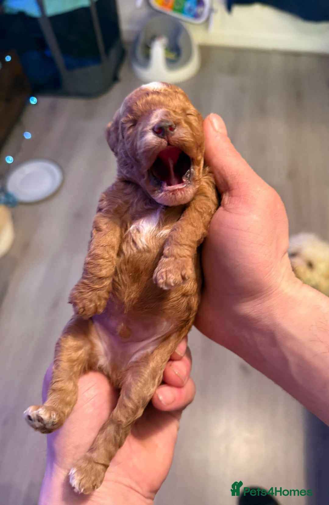 Toy Poodle dogs for sale: Beautiful Red & Phantom Toy Poodle's! KCregistered - Advert 10