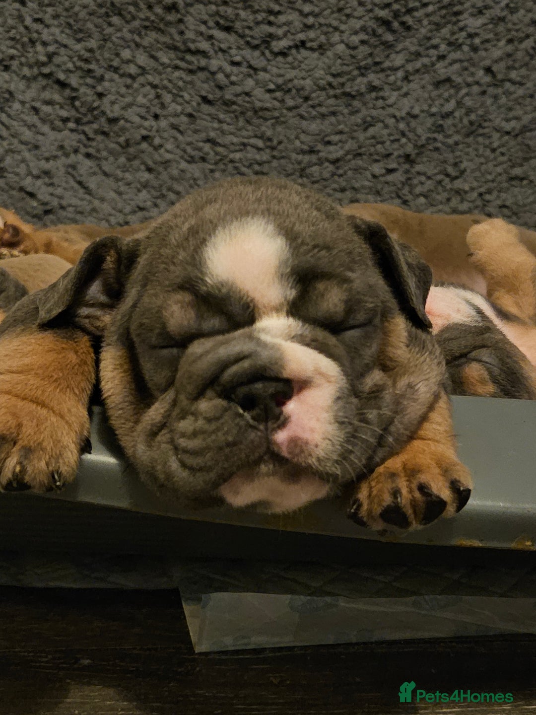 English Bulldog dogs for sale: Kc british bulldogs  - Image 9