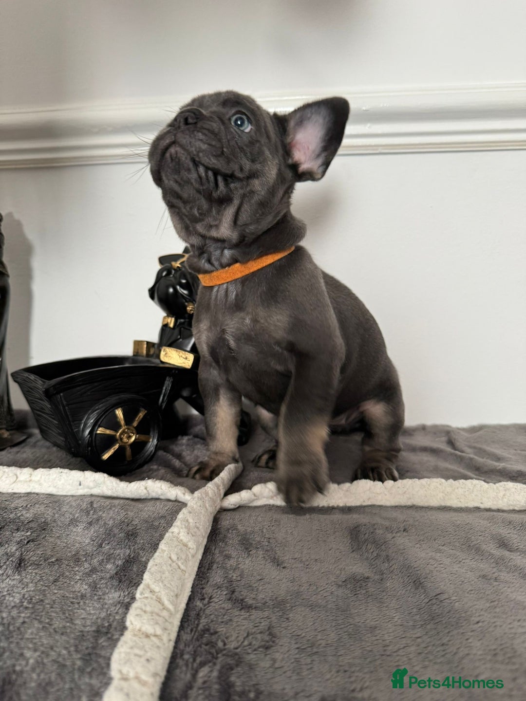 French Bulldog dogs for sale: Kc Registered 5 Generation Pedigree Quality  - Image 8