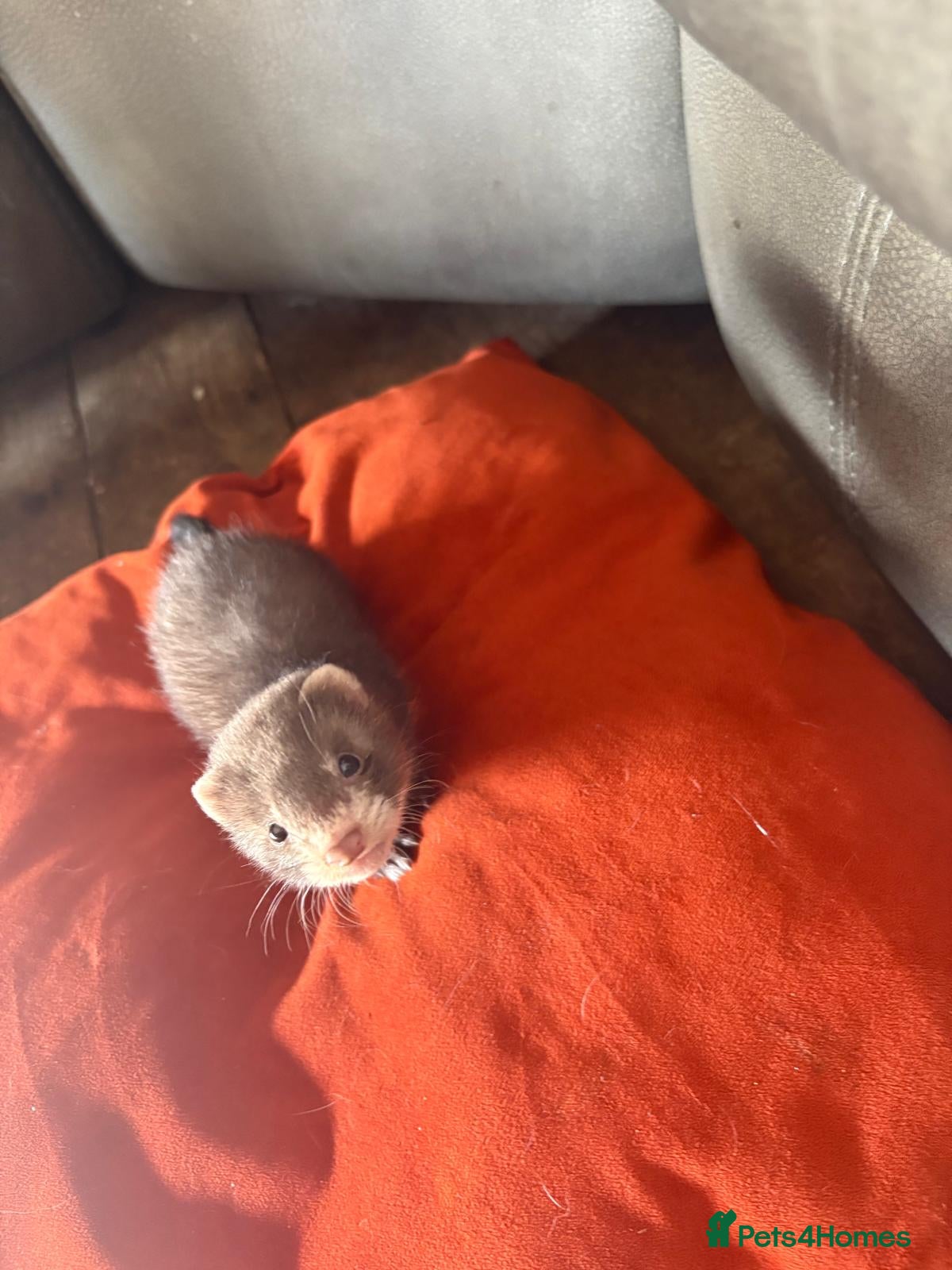 Ferret rodents Lovely ferrets for sale - Advert 1