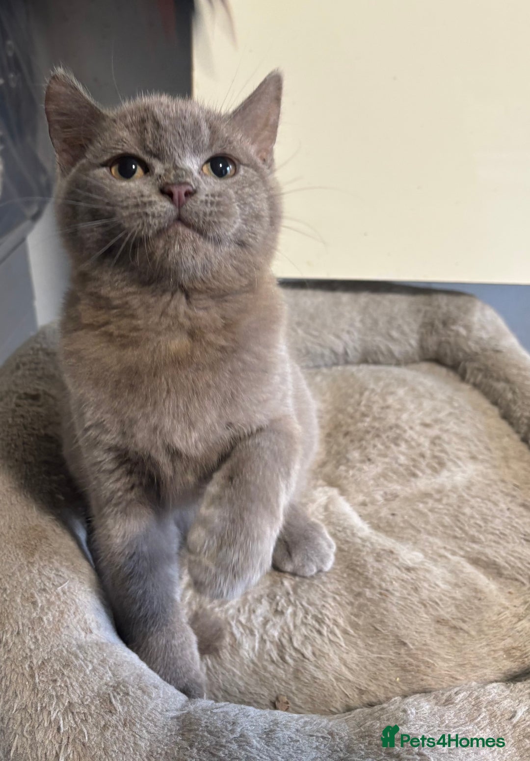 British Longhair cats for sale: Beautiful and Playful kittens - Advert 11