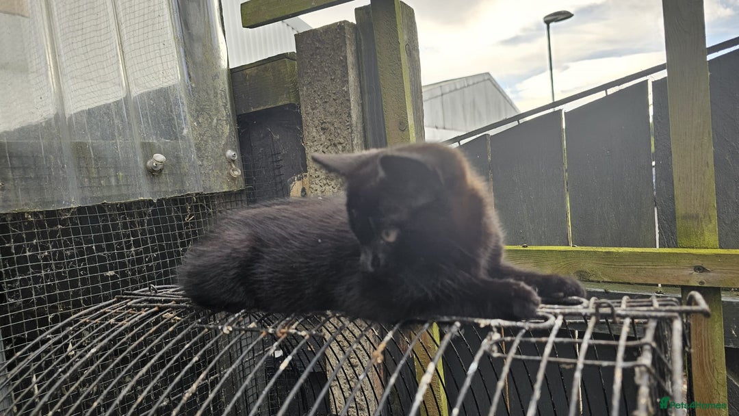 Domestic Shorthair cats for sale: 2 Cats for sale - Image 5