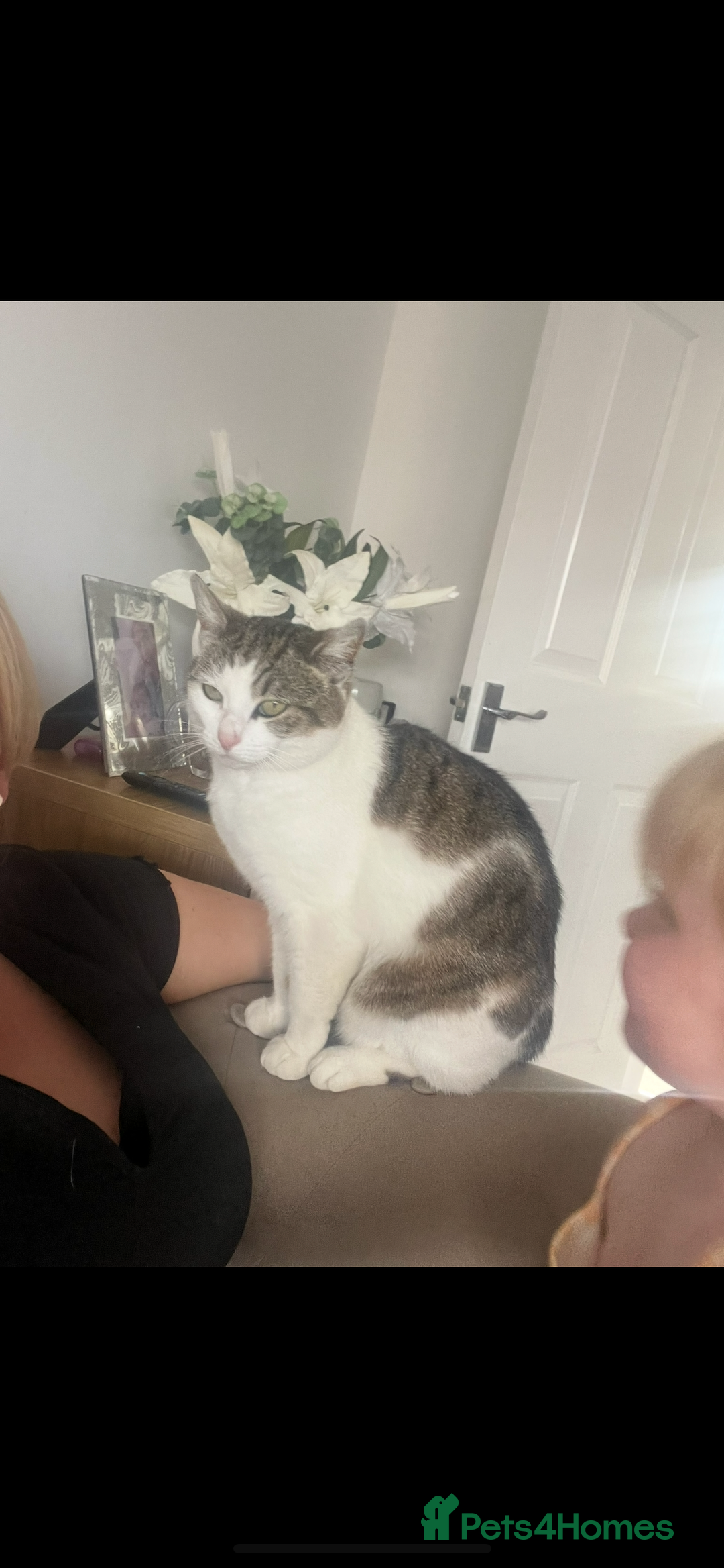 Mixed Breed cats for sale: Female cat  - Advert 1