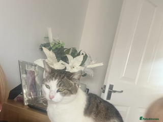 Mixed Breed cats Female cat - Advert 4