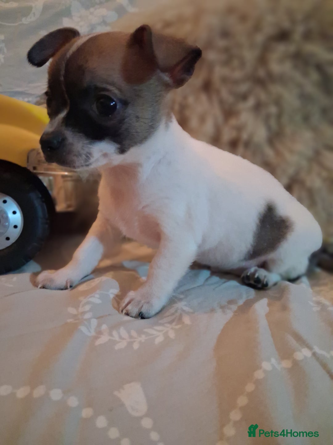 Mixed Breed dogs for sale: Jack russel cross chichuhua puppies Jackawawa - Image 2