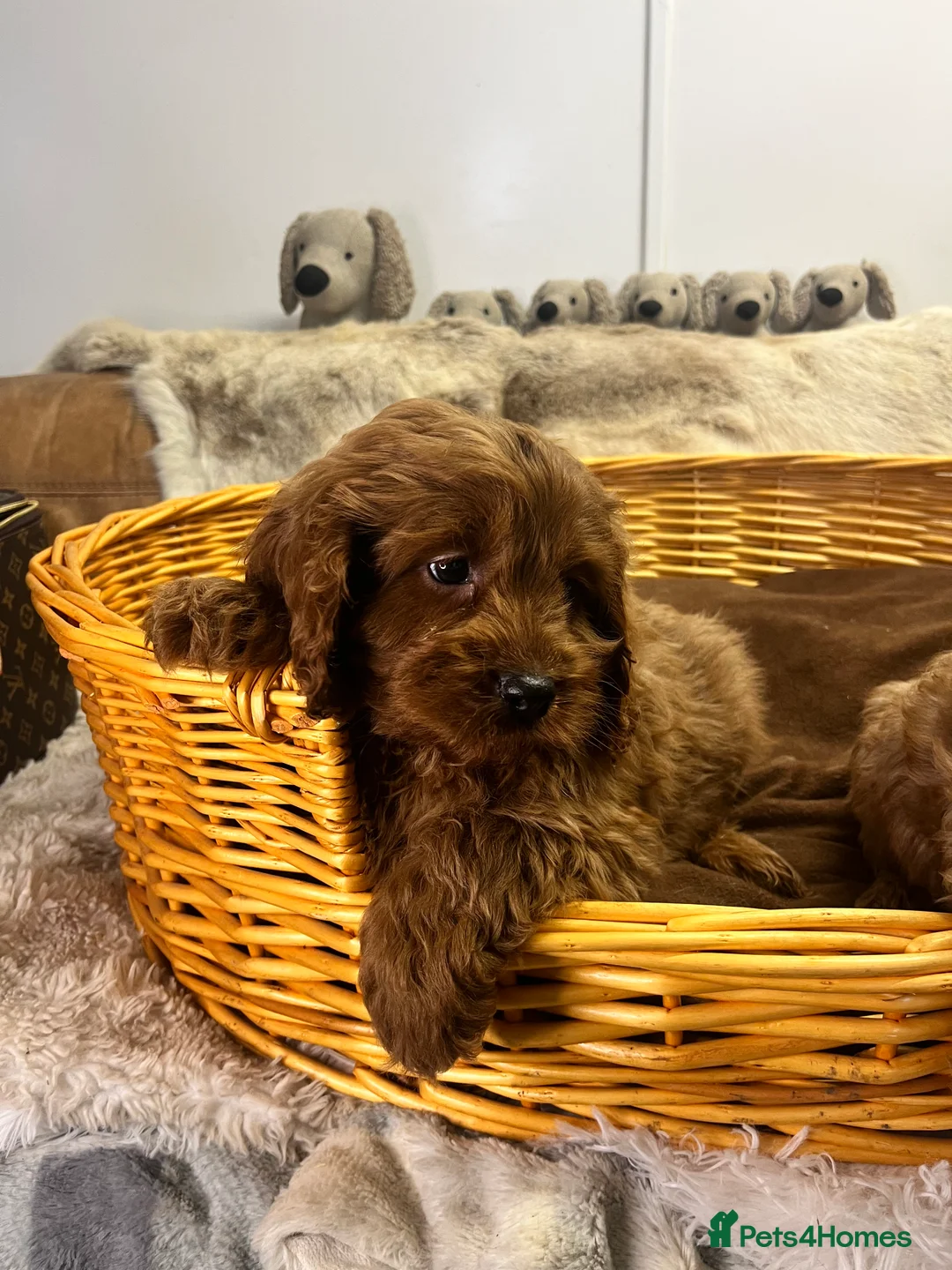Cavapoo dogs for sale: stunningly stunning cavapoo health tested litter - Advert 12