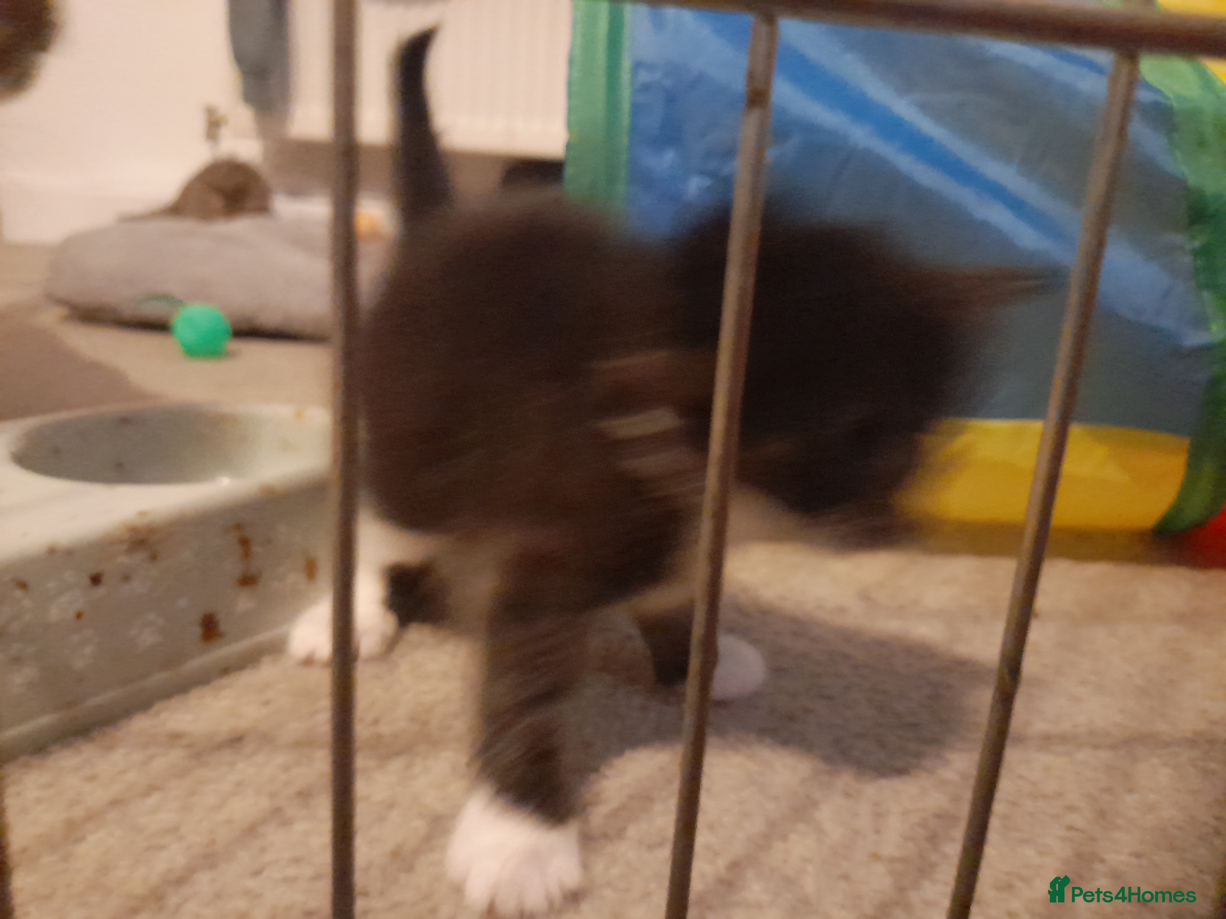 Mixed Breed cats Little fluff balls  - Advert 1