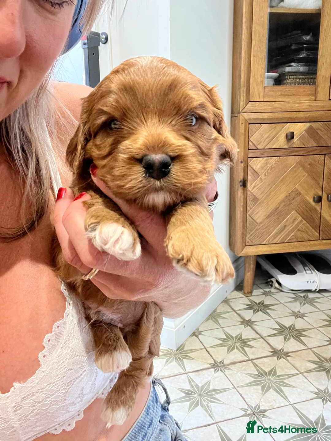 Toy Poodle dogs for stud: William of Worcestershire Small miniature Poodle in Evesham - Advert 8