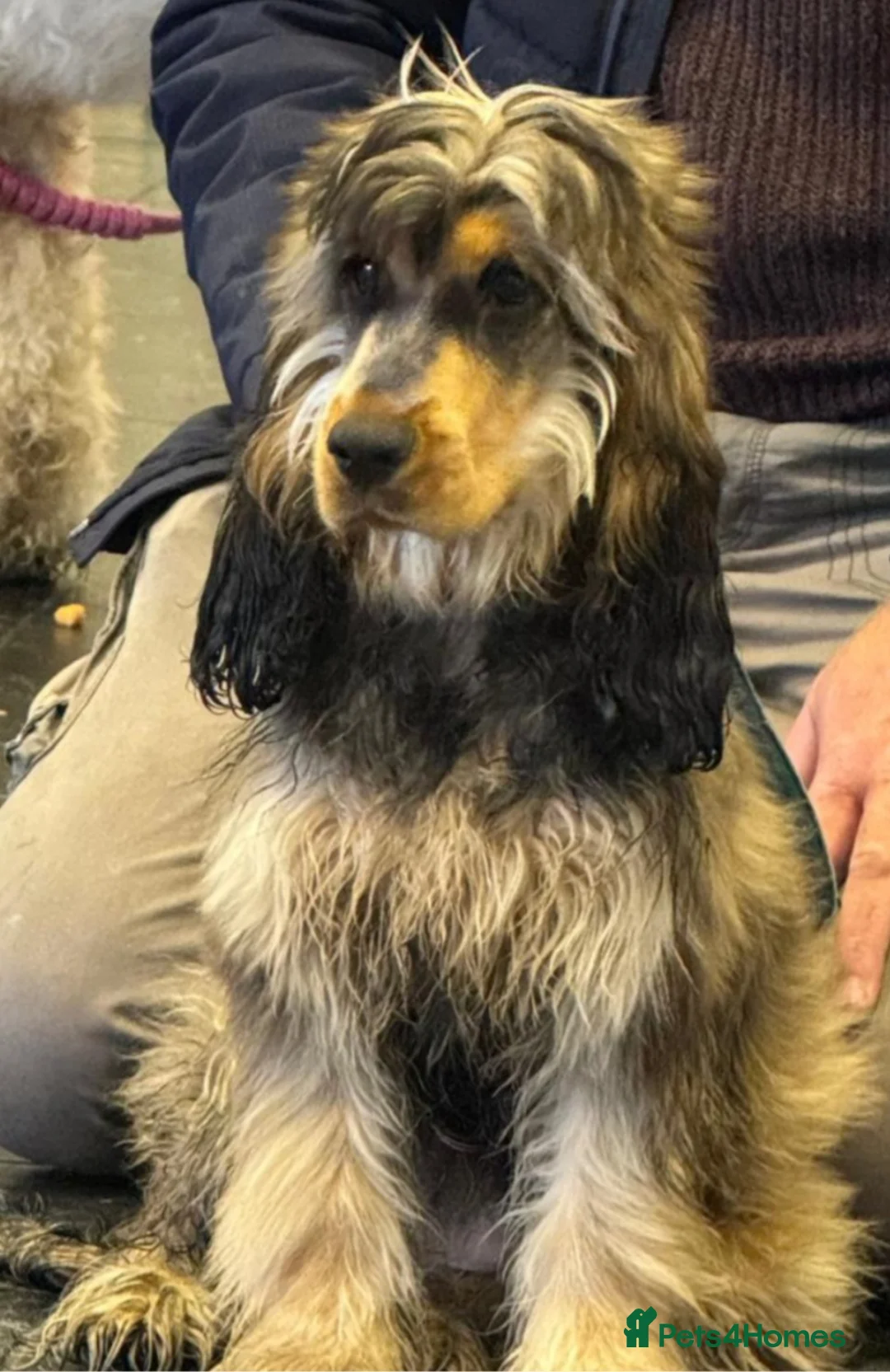 Cockapoo dogs for sale: Show cockerpoo  - Advert 1