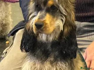 Cockapoo dogs Show cockerpoo - Advert 4