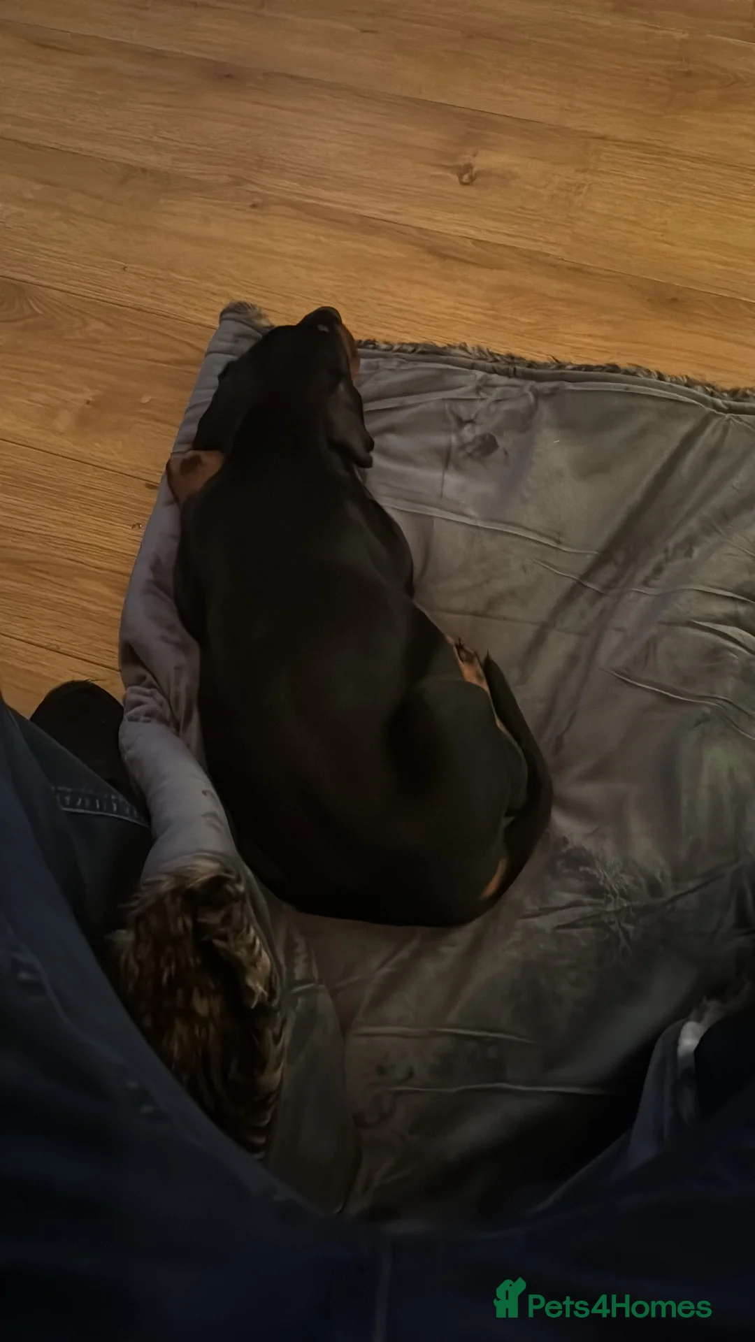 Dobermann dogs for sale: 10 Week Doberman Puppy Microchipped & Vaccinated - Advert 3