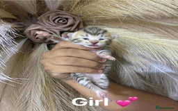 Mixed Breed cats for sale: Kittens - Advert 1