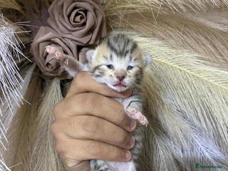 Mixed Breed cats Kittens - Advert 8