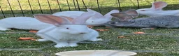 Continental Giant rabbits for sale: REW continental giant buck - Advert 1